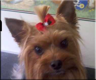 Dog Grooming Time